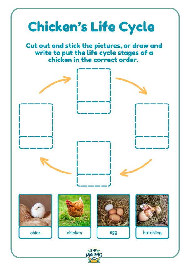 Chickens Life Cycle