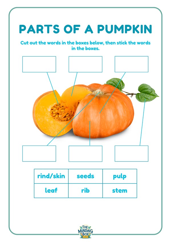Parts Of A Pumpkin