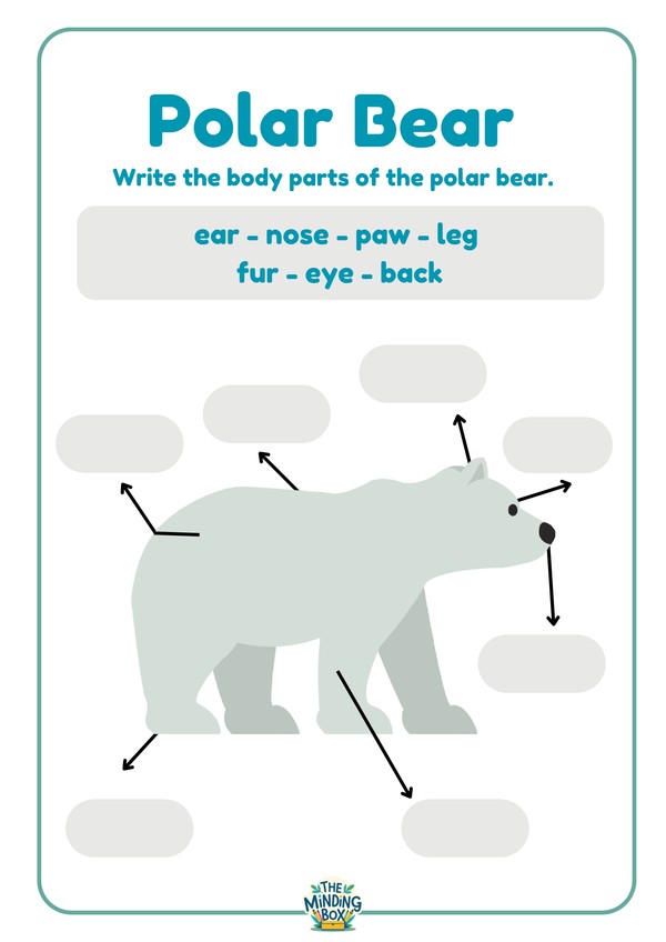 Polar Bear Body Parts