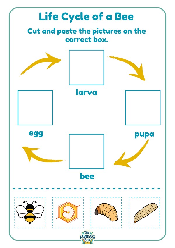 Life Cycle Of A Bee