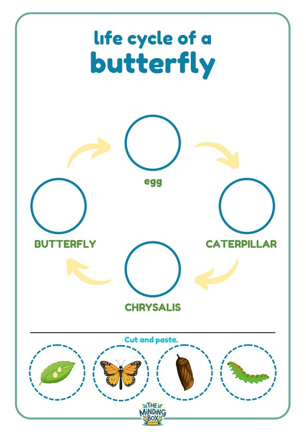 Life Cycle Of A Butterfly