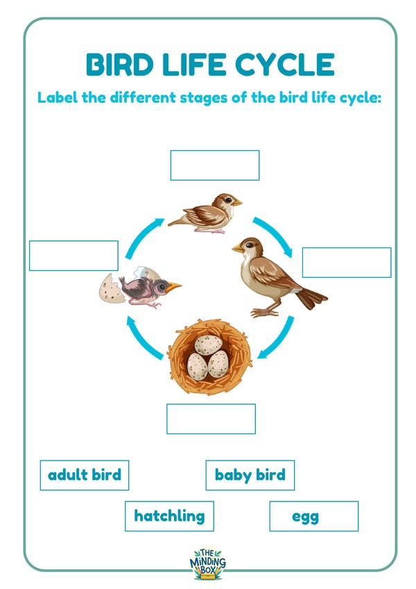 Bird Life Cycle