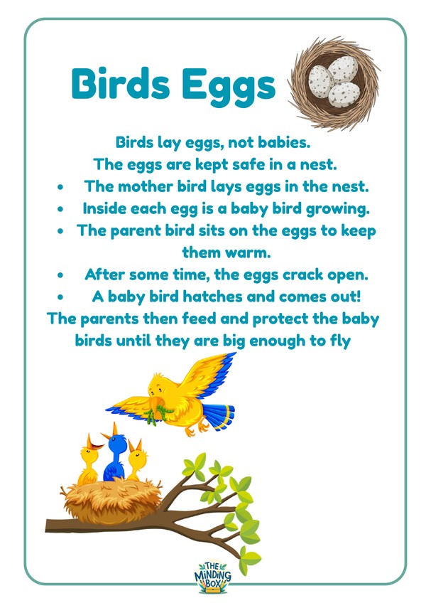 Birds Eggs