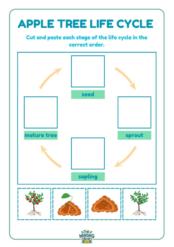 Apple Tree Life Cycle