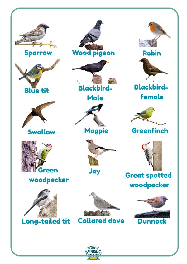 UK Birds